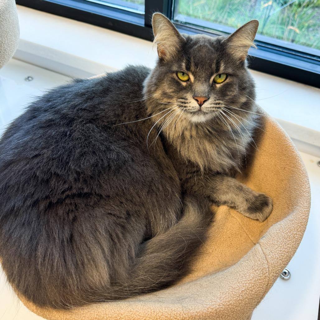 Enlarge Little Bit, a Adoptable Domestic Long Hair in Fort Wayne, IN image 2/4