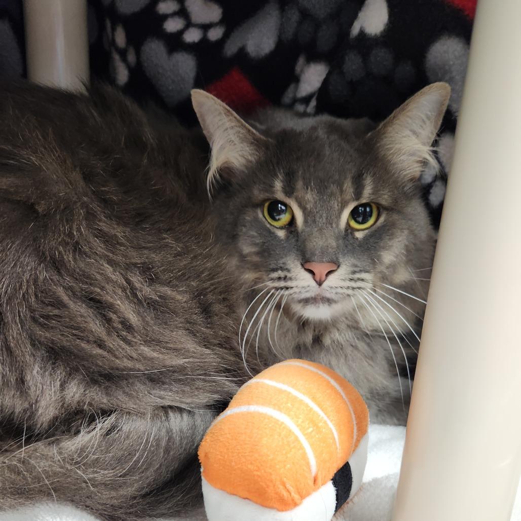 Enlarge Little Bit, a Adoptable Domestic Long Hair in Fort Wayne, IN image 3/4