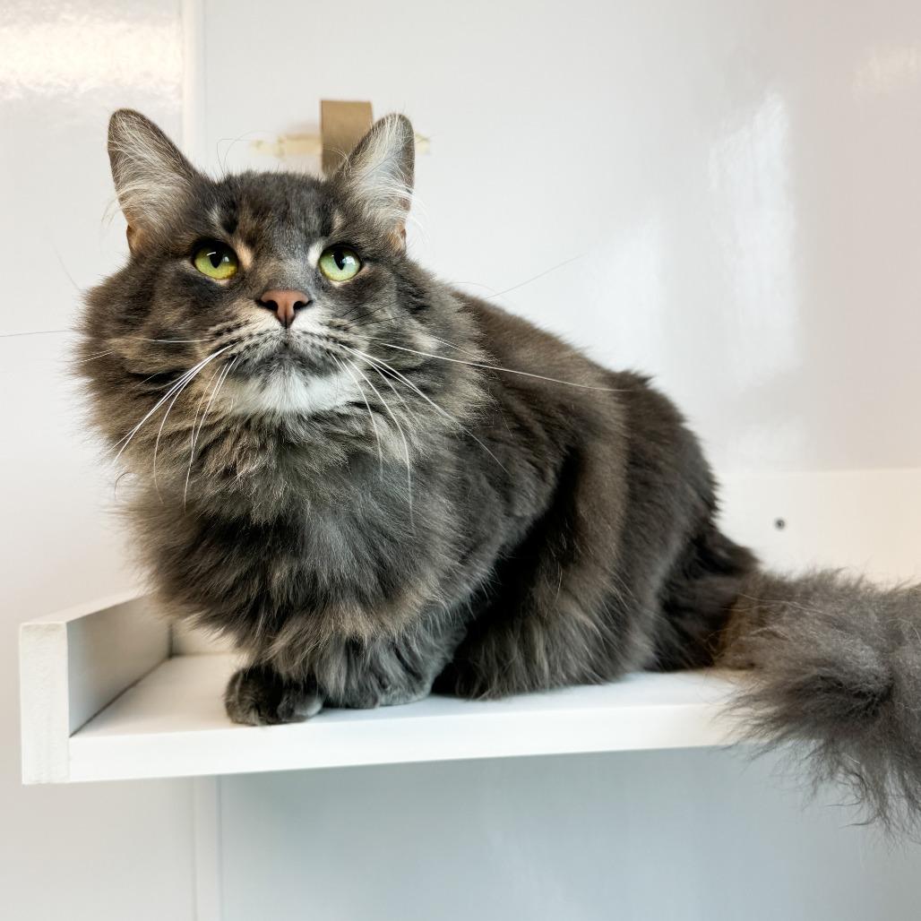 Enlarge Little Bit, a Adoptable Domestic Long Hair in Fort Wayne, IN image 4/4