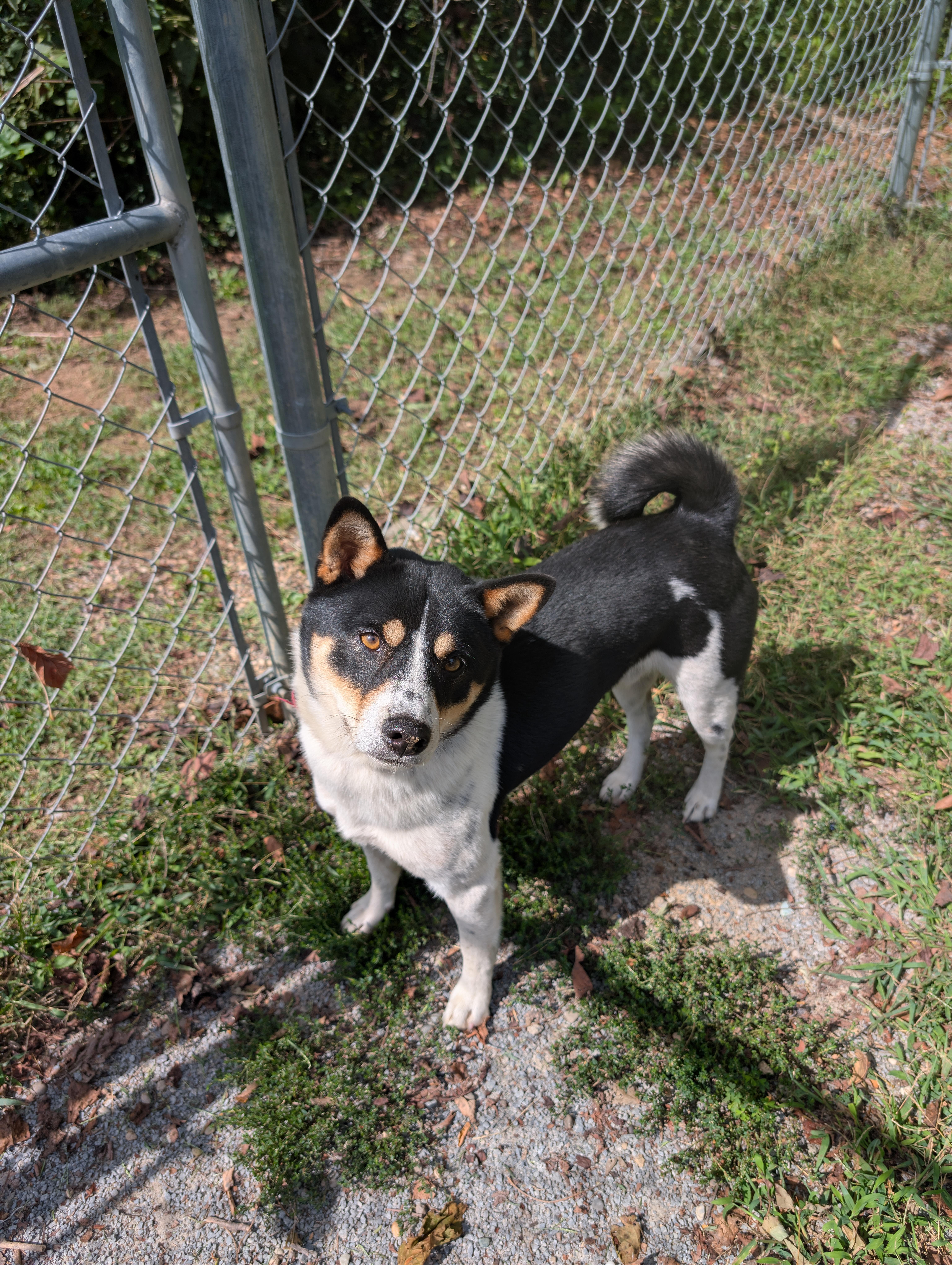 Enlarge Dennis, a Adopted Shiba Inu in Maysville, KY image 1/1