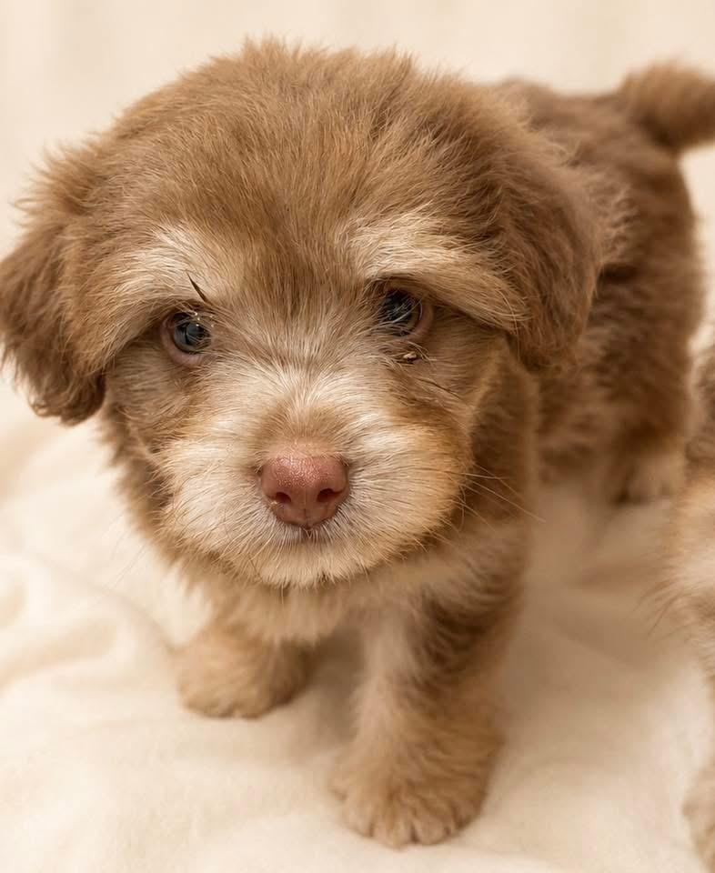 Muffin, adopted, Puppy Female Mixed Breed.