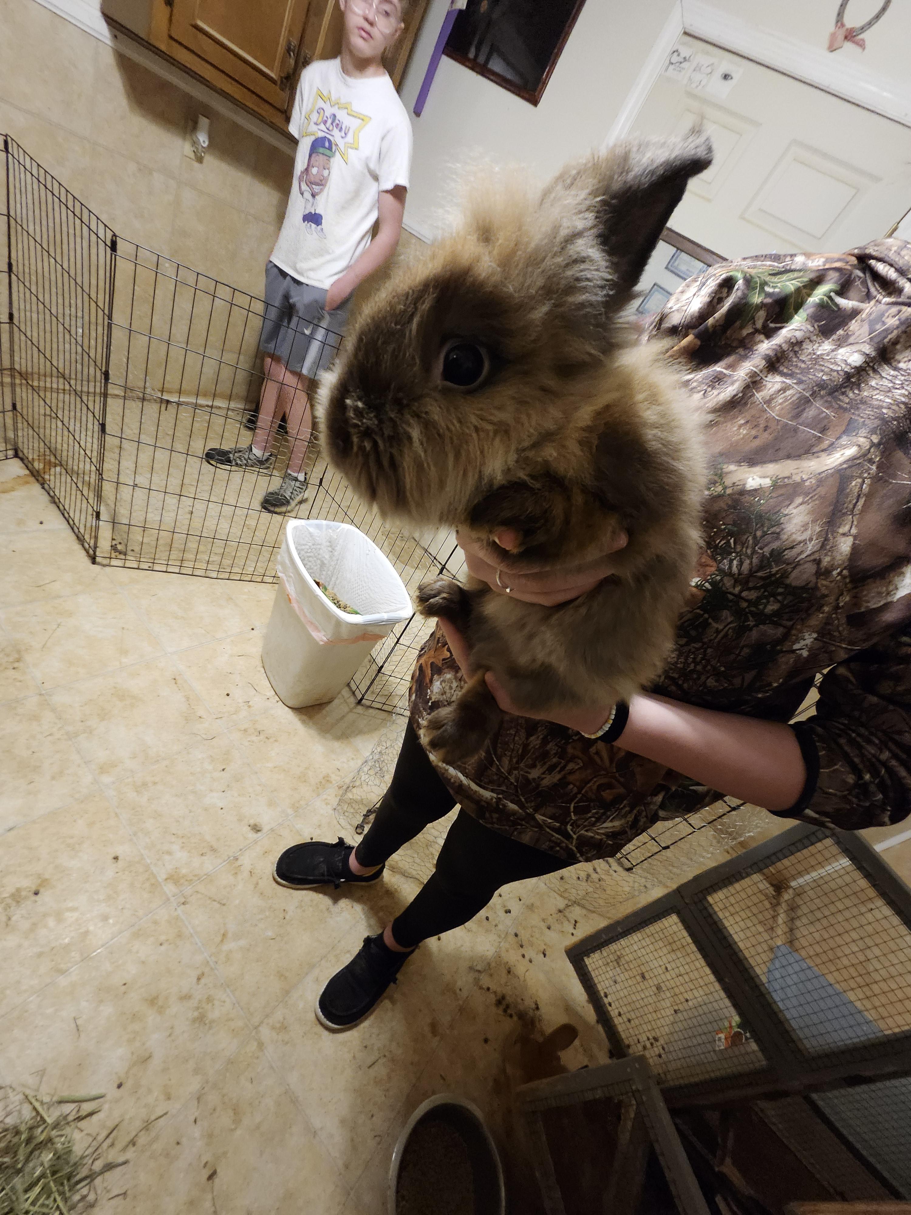 Roger, a Adoptable American in Hartselle, AL image 1/2