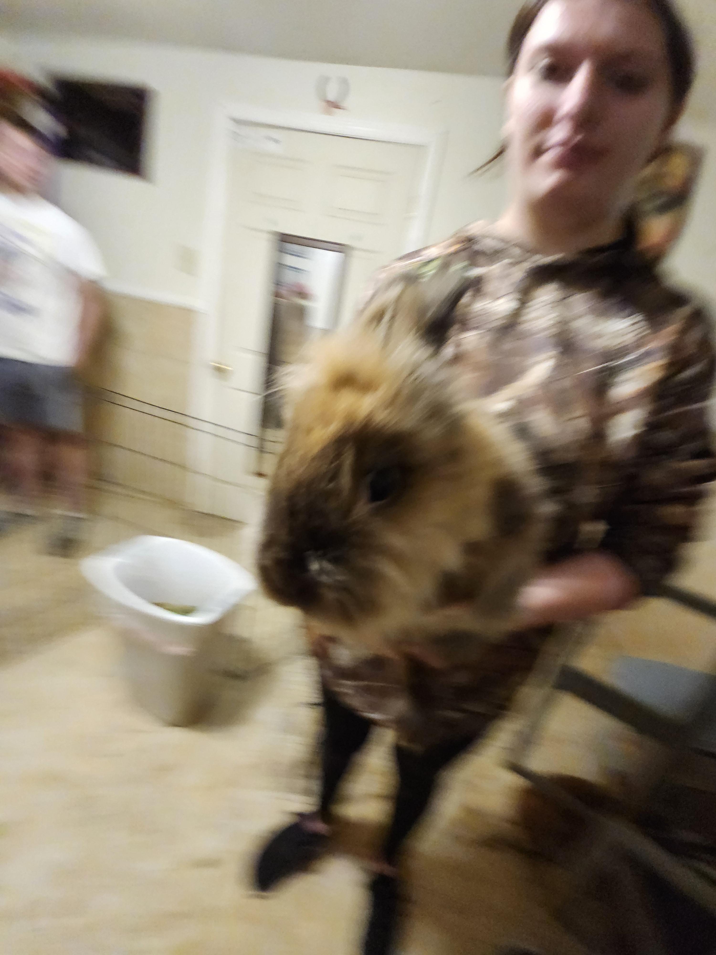 Roger, a Adoptable American in Hartselle, AL image 2/2