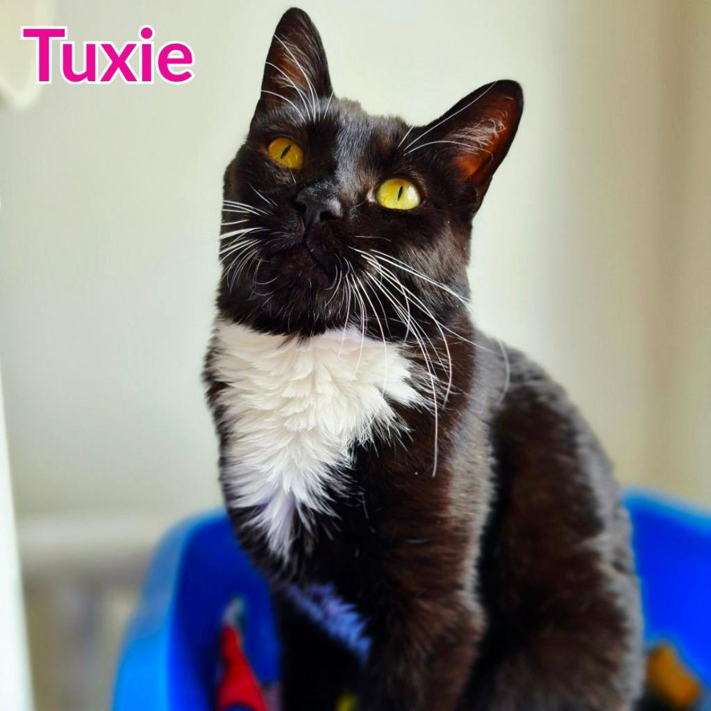 Tuxie, Adoptable, Young Female Domestic Short Hair.