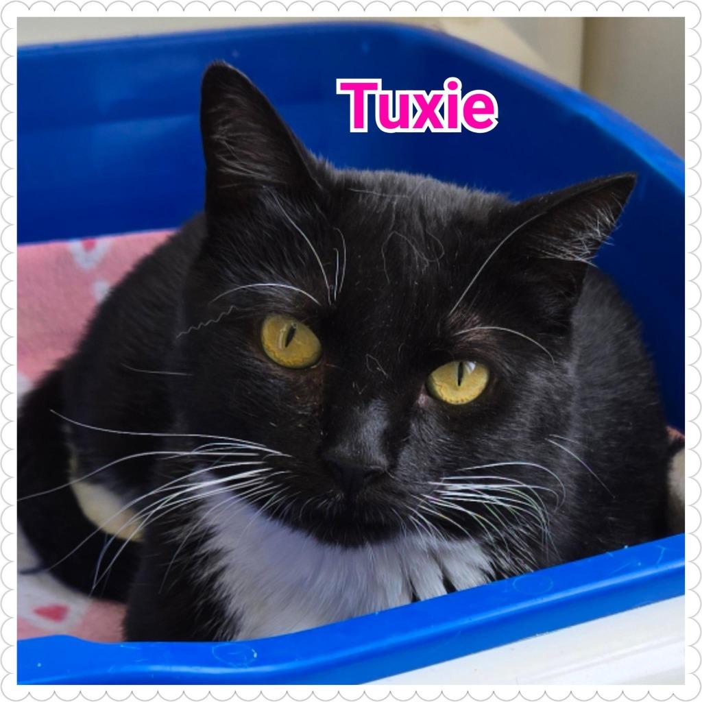 Tuxie, Adoptable, Young Female Domestic Short Hair.