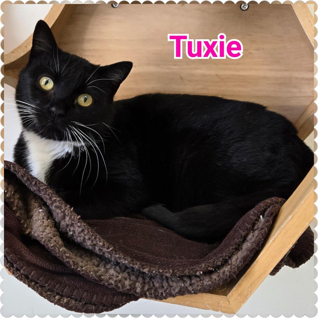 Enlarge Tuxie, a Adoptable mixed breed in North Saint Paul, MN image 1/4
