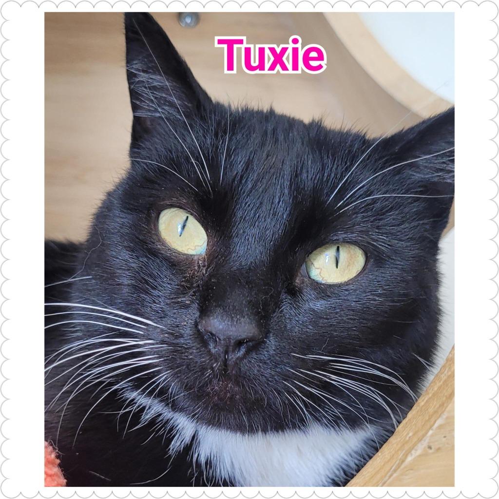 Enlarge Tuxie, a Adoptable mixed breed in North Saint Paul, MN image 2/4