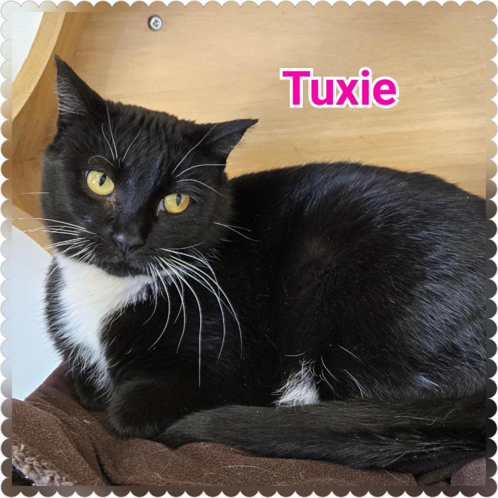 Enlarge Tuxie, a Adoptable mixed breed in North Saint Paul, MN image 3/4