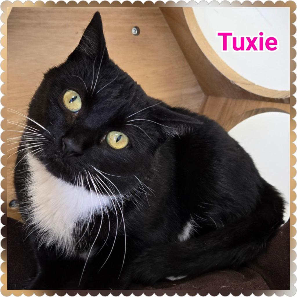 Enlarge Tuxie, a Adoptable mixed breed in North Saint Paul, MN image 4/4