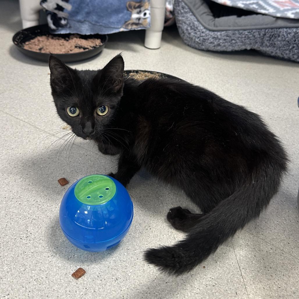 Enlarge Adobo (Horseheads PetSmart), a Adoptable Domestic Short Hair in East Smithfield , PA image 1/4