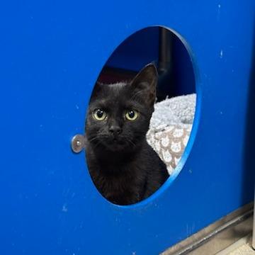 Enlarge Adobo (Horseheads PetSmart), a Adoptable Domestic Short Hair in East Smithfield , PA image 2/4