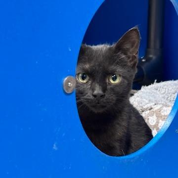 Enlarge Adobo (Horseheads PetSmart), a Adoptable Domestic Short Hair in East Smithfield , PA image 4/4