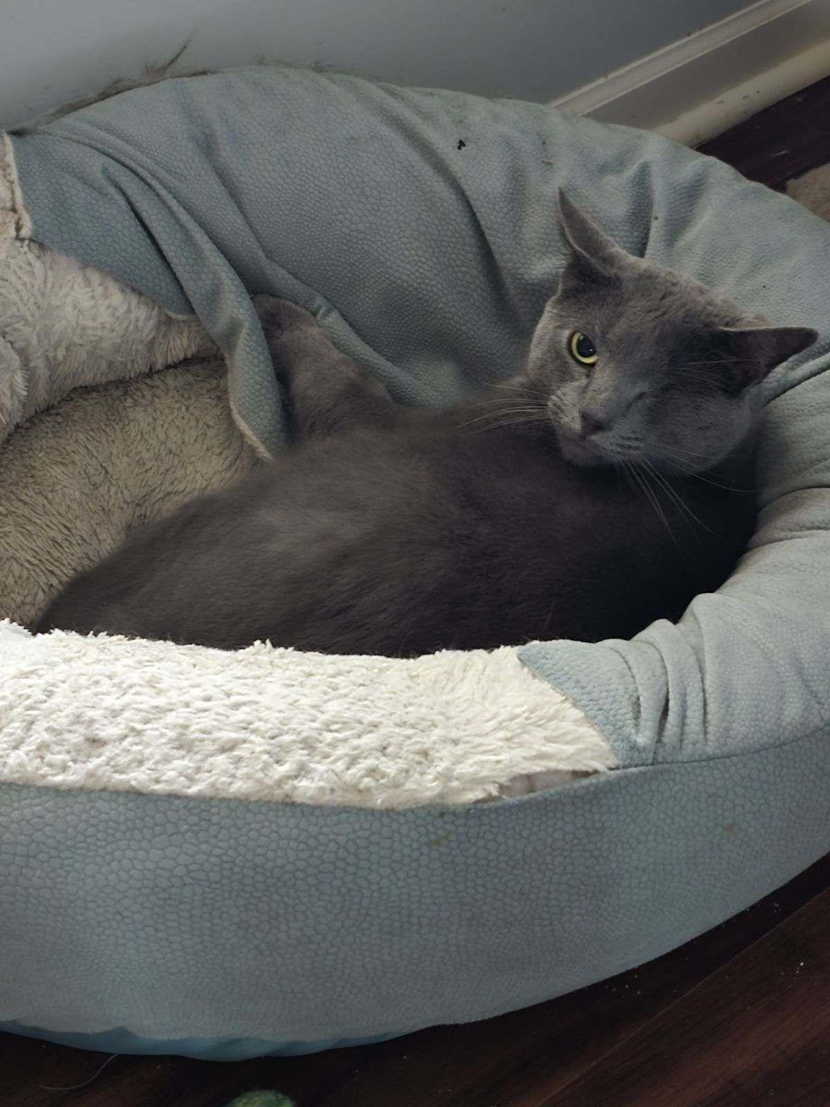 Billy Boy