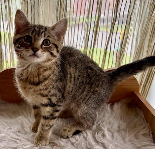 Enlarge Brianne, a ADOPTABLE Domestic Short Hair in Sainte-Martine, QC image 1/1