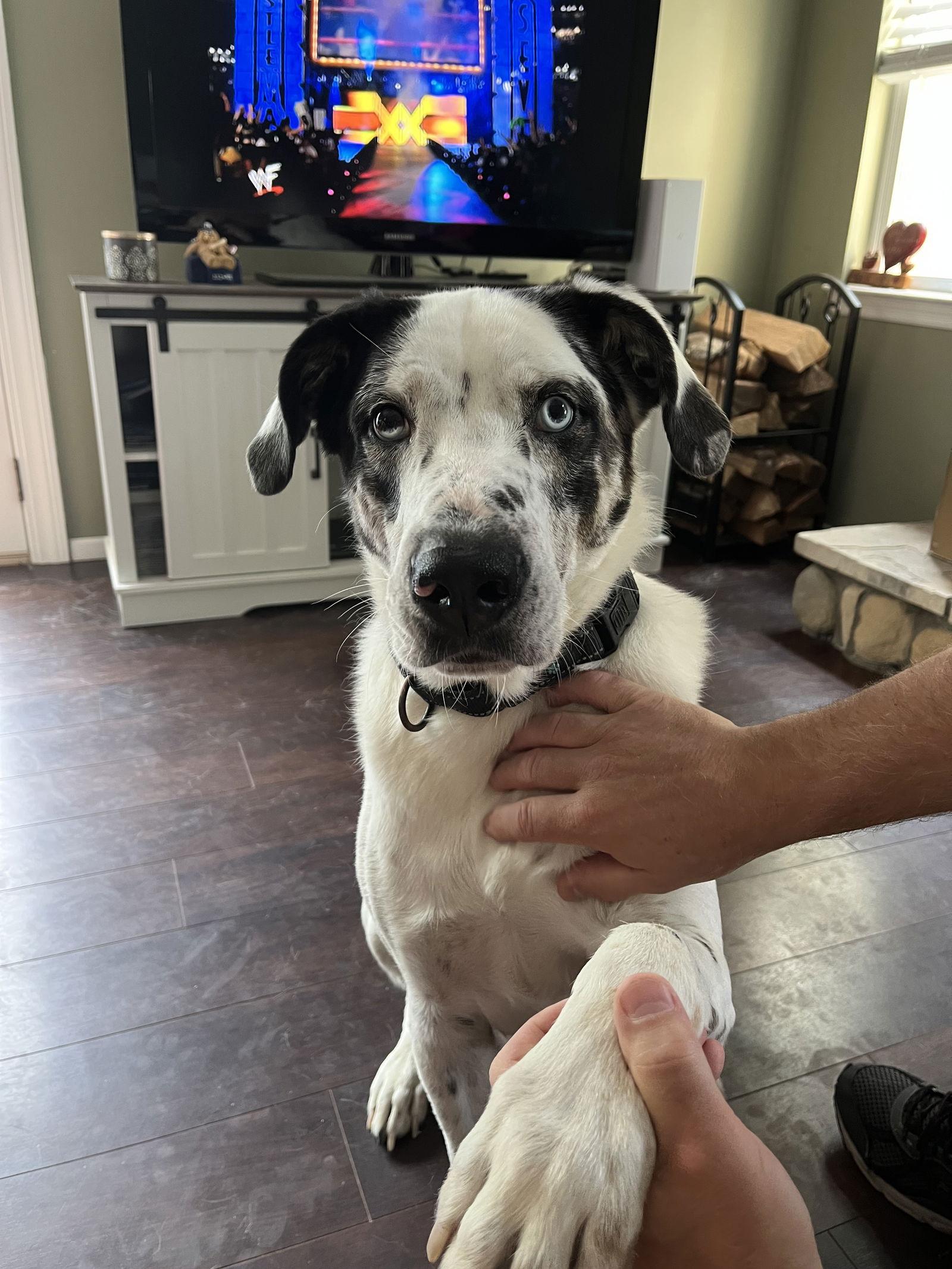 BISCUIT, Adoptable, Adult Male Great Pyrenees.