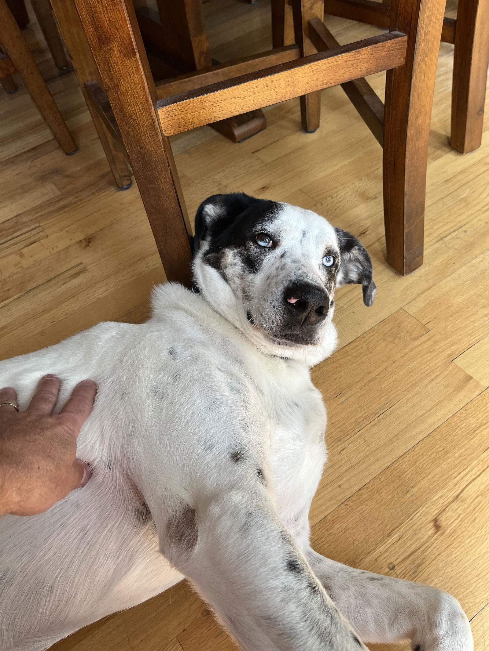 Enlarge BISCUIT, a Adoptable Great Pyrenees in Holbrook, NY image 2/3