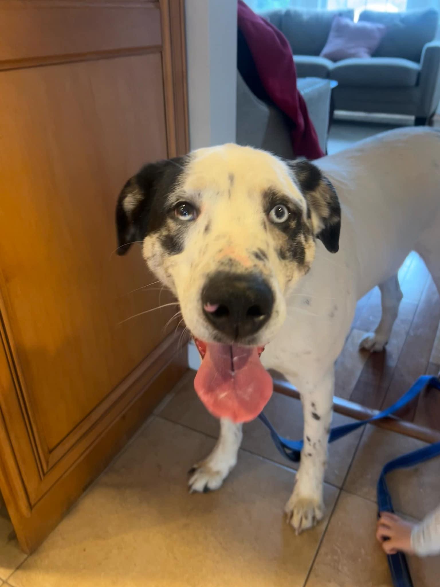 BISCUIT, a Adoptable Mixed Breed in Holbrook, NY image 1/3