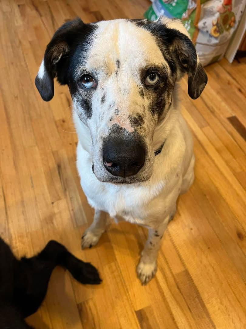 BISCUIT, a Adoptable Mixed Breed in Holbrook, NY image 2/3