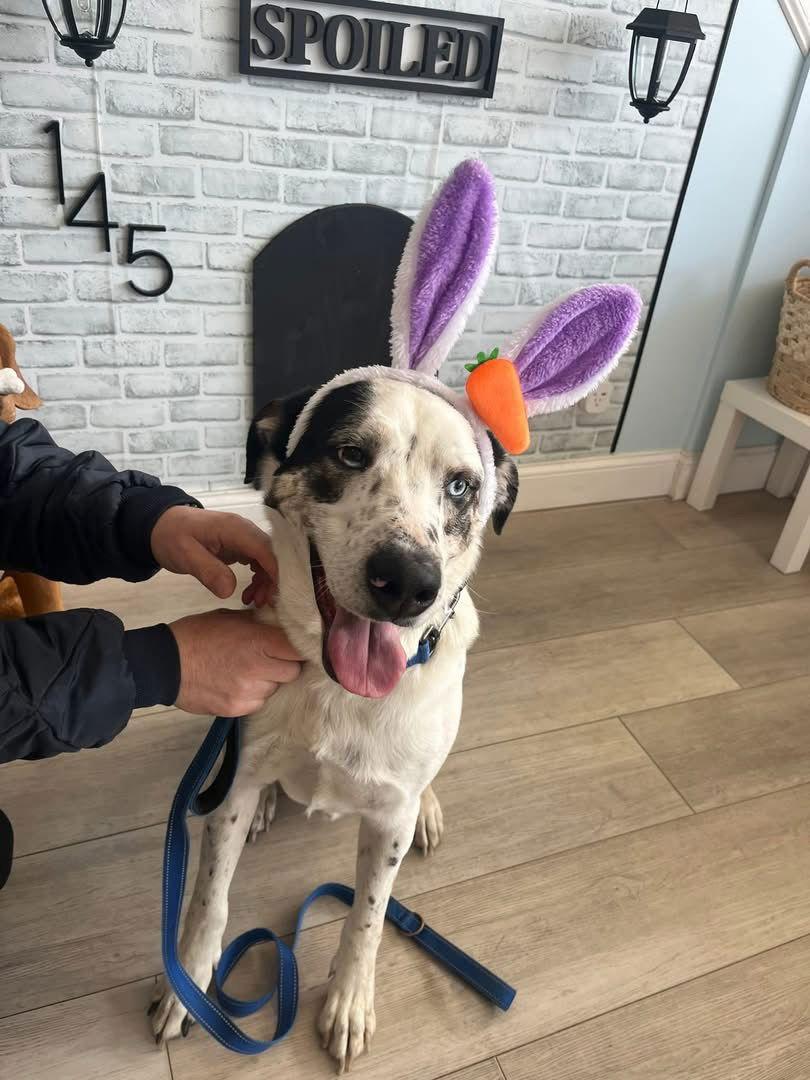 BISCUIT, a Adoptable Mixed Breed in Holbrook, NY image 3/3