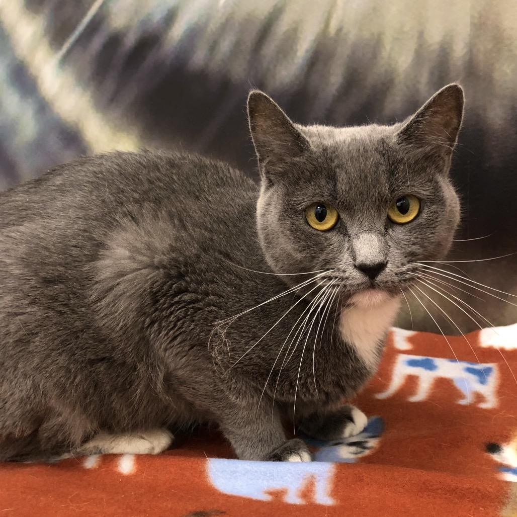 Mai, Adoptable, Adult Female Domestic Short Hair.