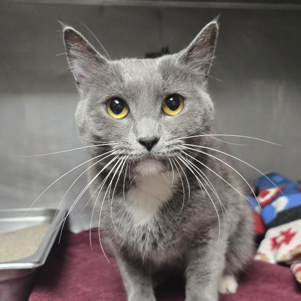 Mai, a Adoptable Domestic Short Hair in San Jacinto, CA image 2/3