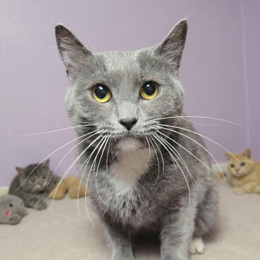 Mai, a Adoptable Domestic Short Hair in San Jacinto, CA image 3/3