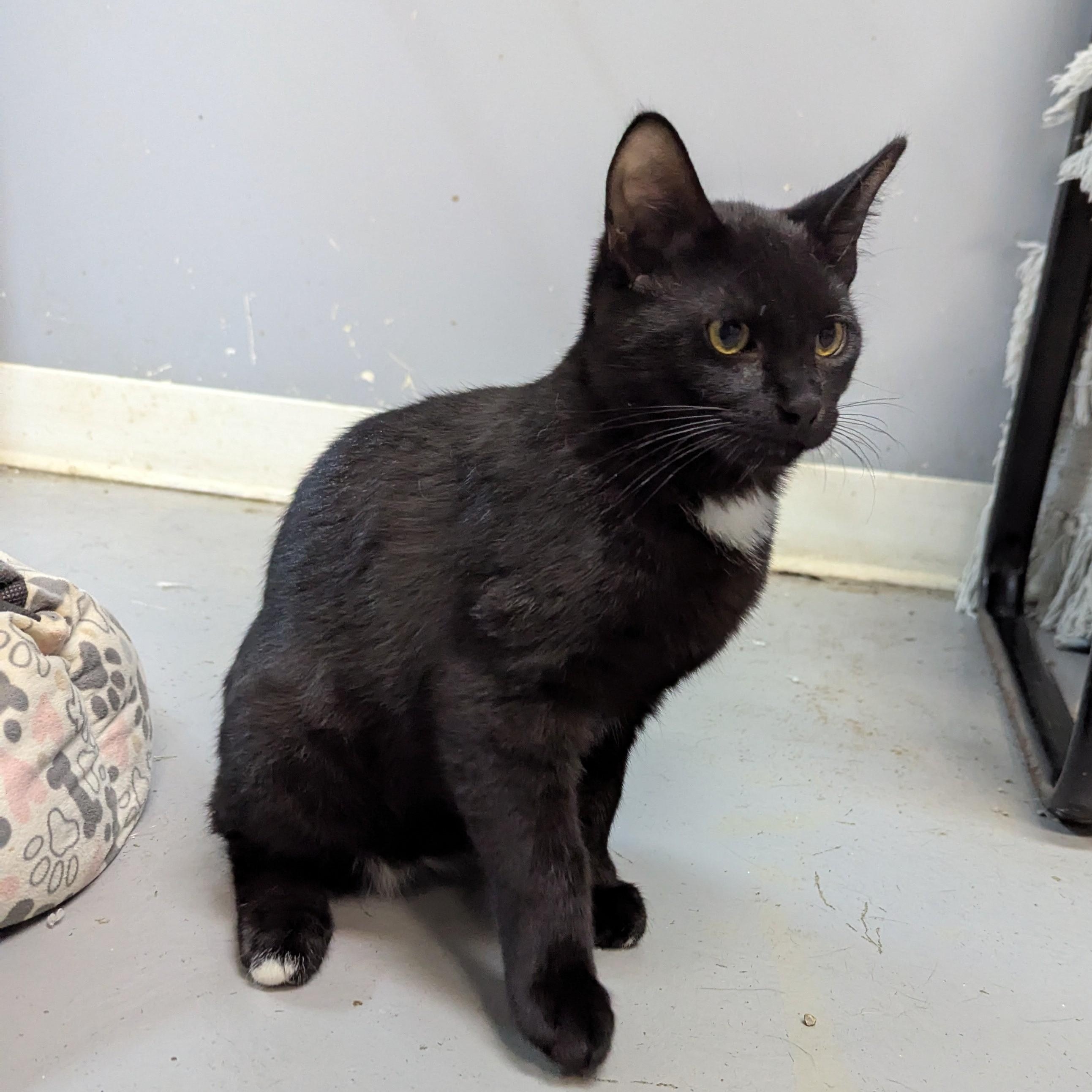 Enlarge Nova, a ADOPTABLE mixed breed in Valley Falls, KS image 2/2