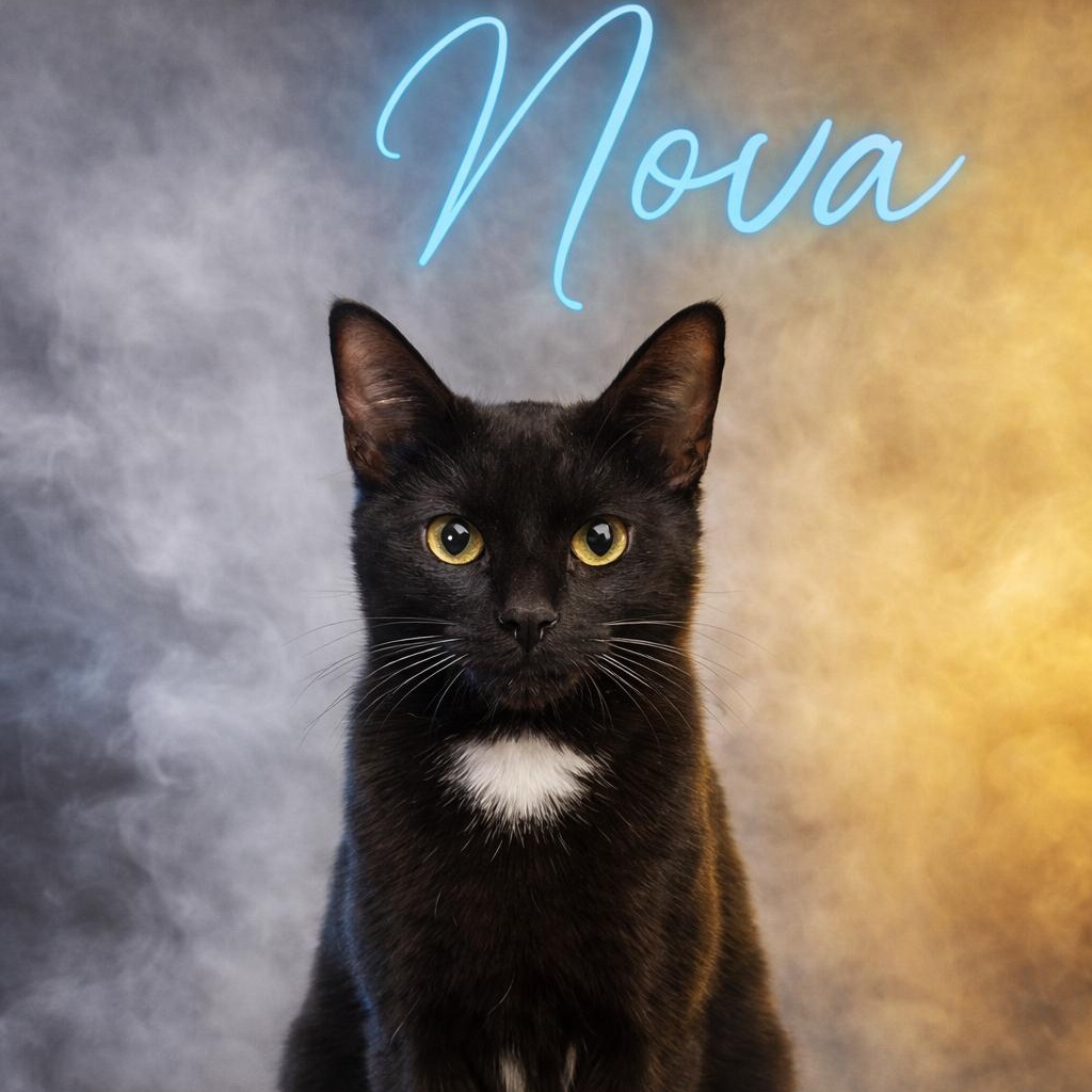 Nova, ADOPTABLE, Young Male Domestic Short Hair.