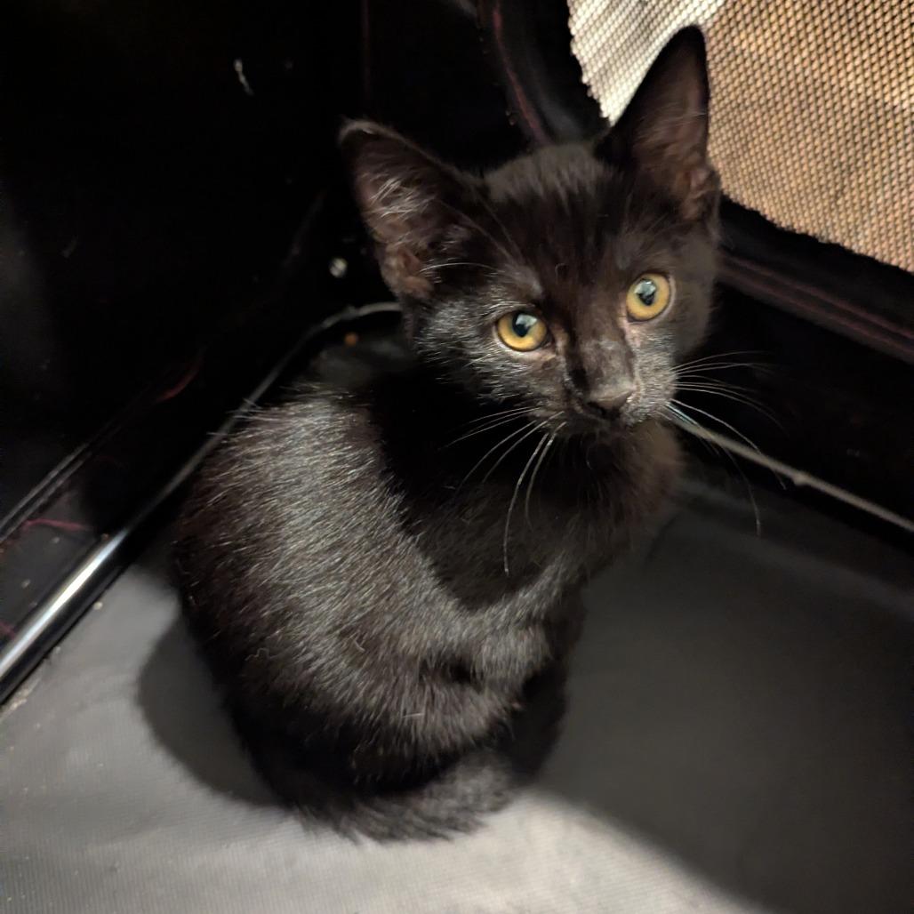 Enlarge Celeste, a Adoptable Domestic Short Hair in La Grange, KY image 1/1
