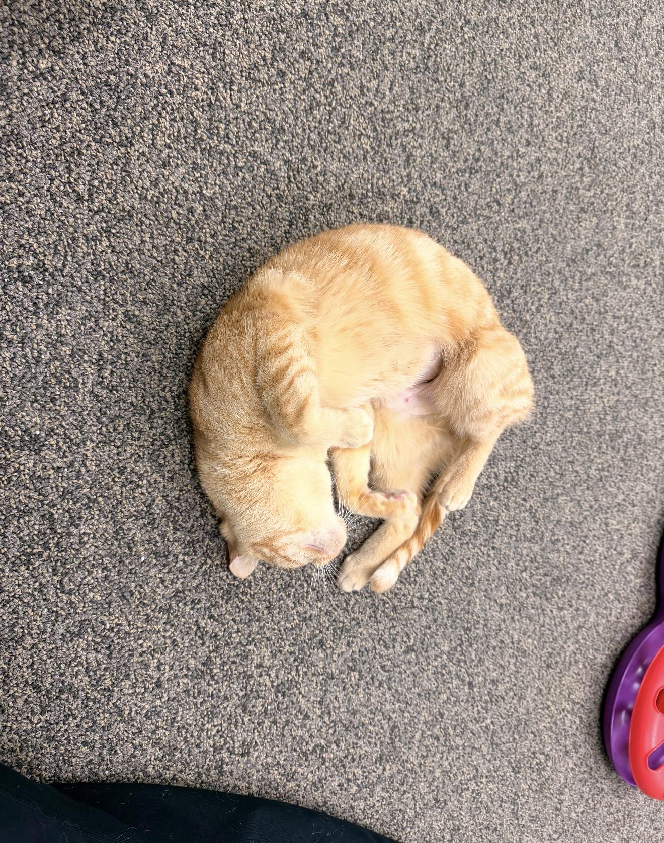 Enlarge Lane, an adopted mixed breed in East Dundee , IL image 2/5