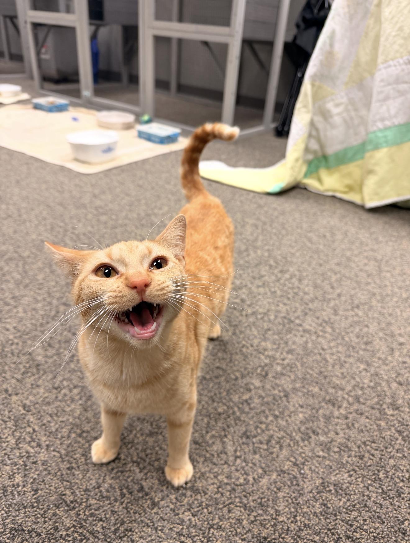 Enlarge Lane, an adopted mixed breed in East Dundee , IL image 3/5