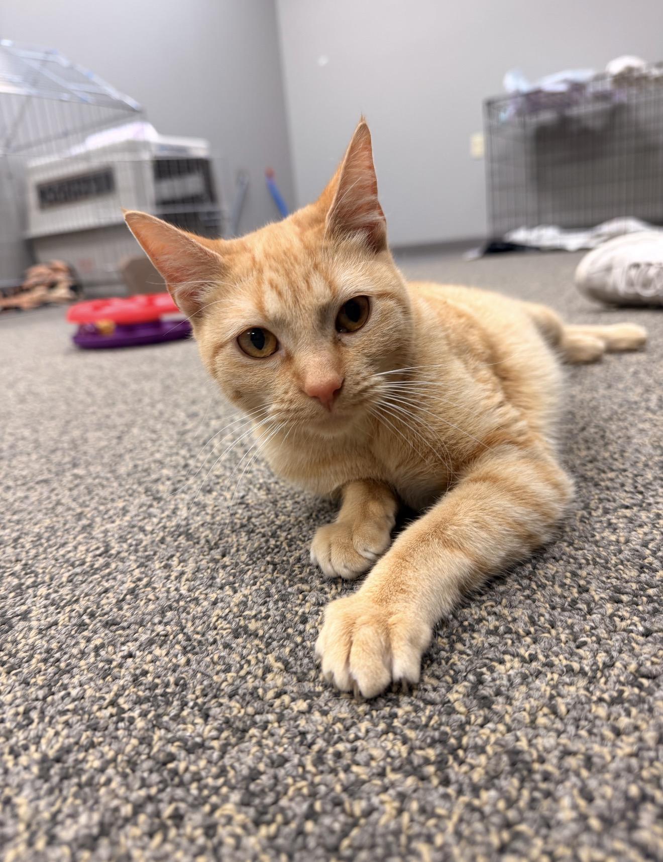 Enlarge Lane, an adopted mixed breed in East Dundee , IL image 4/5