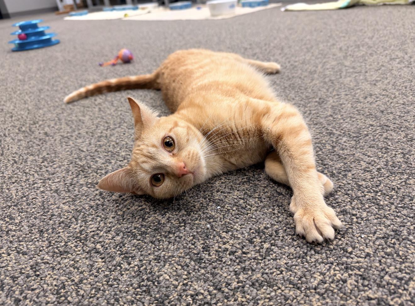 Lane, adopted, Young Female Tabby & Domestic Short Hair.