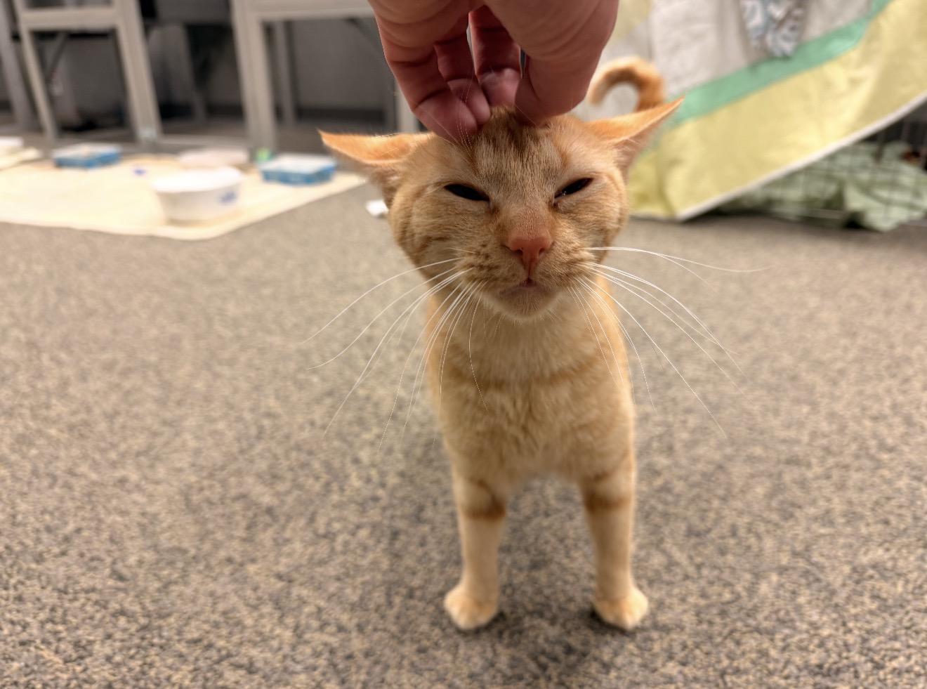 Enlarge Lane, an adopted mixed breed in East Dundee , IL image 5/5