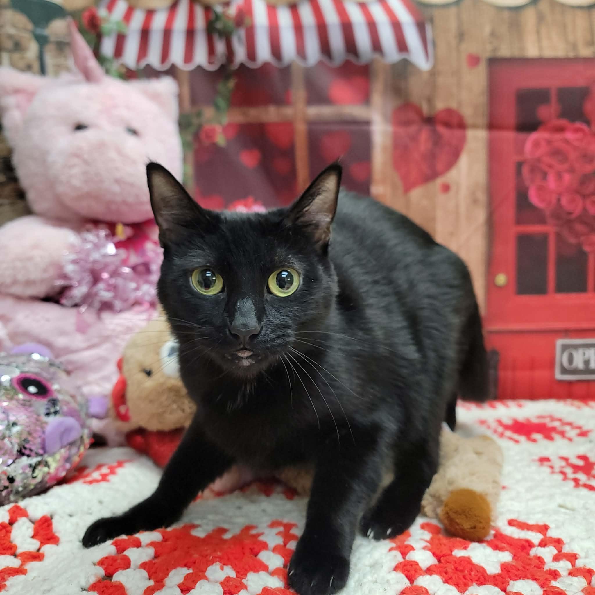 Barbie, ADOPTABLE, Adult Female Domestic Short Hair.