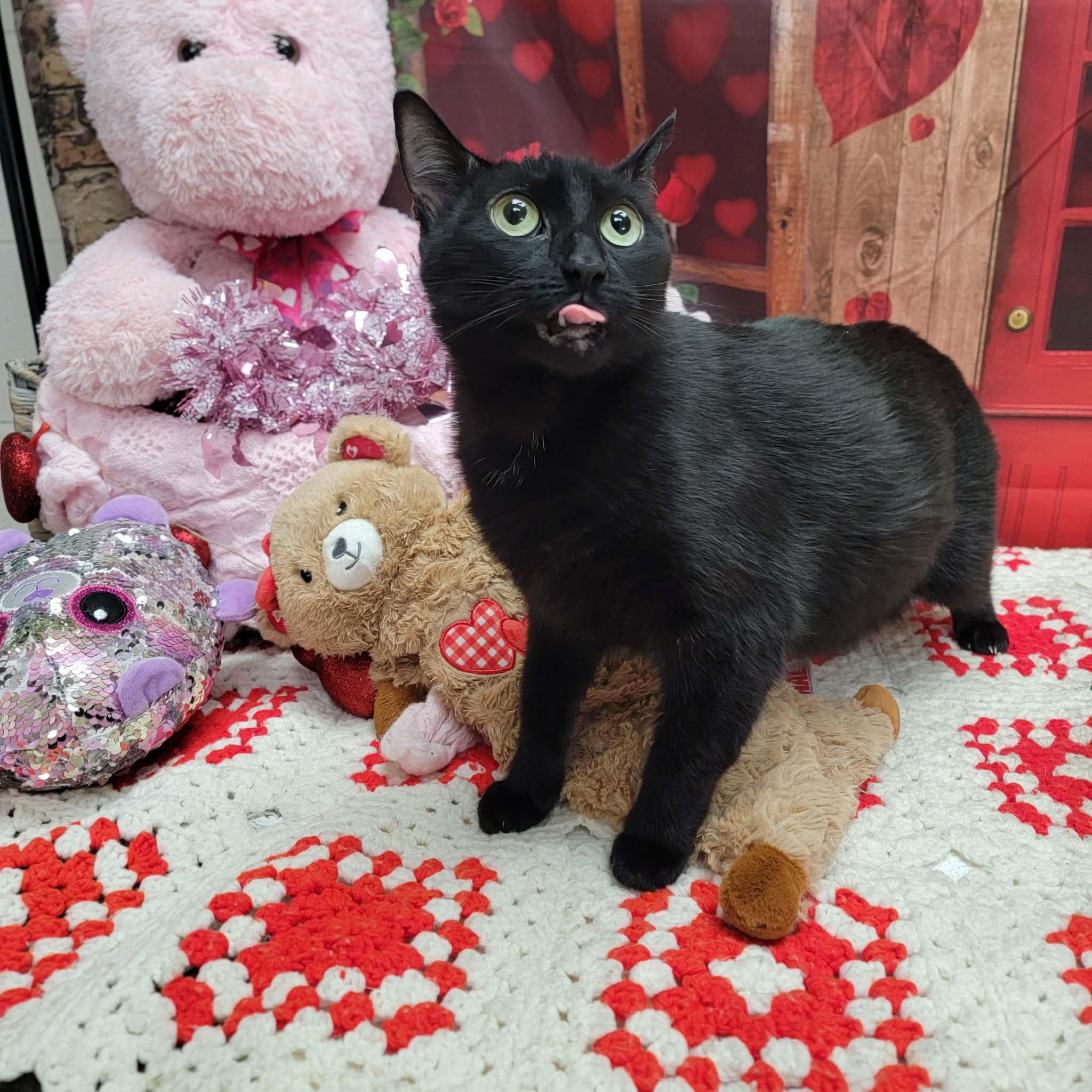 Enlarge Barbie, a ADOPTABLE Domestic Short Hair in Statesboro, GA image 3/3