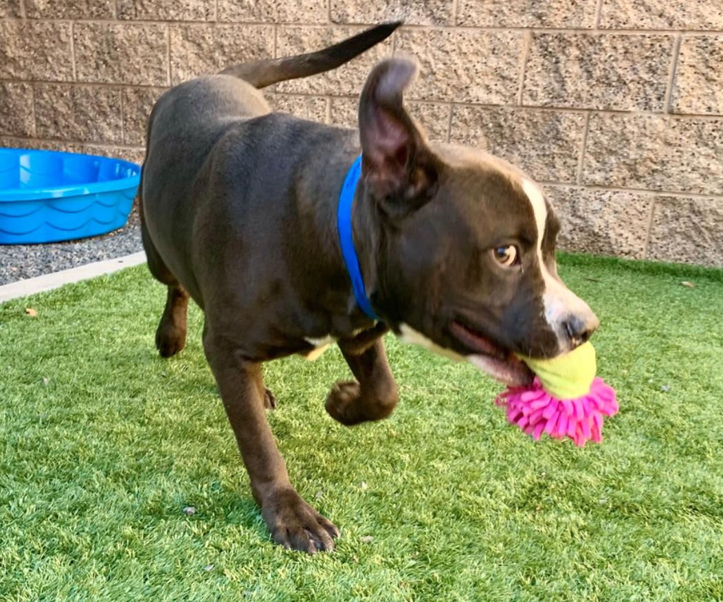 Enlarge I need a foster home! I’m people & dog friendly, a Adoptable Pit Bull Terrier in Corona, CA image 2/5