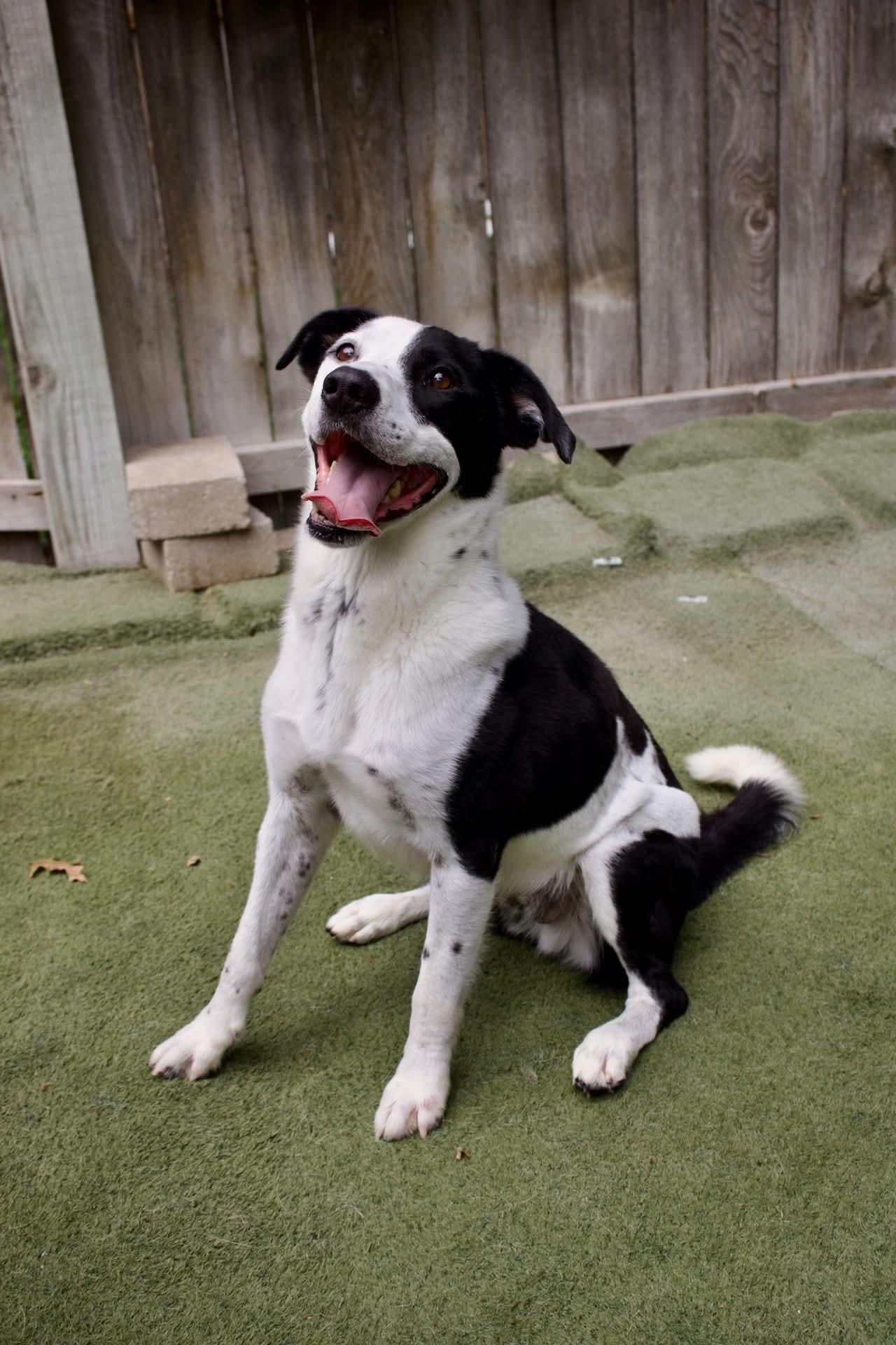 Trail, a Adoptable mixed breed in Kansas City, MO image 2/6
