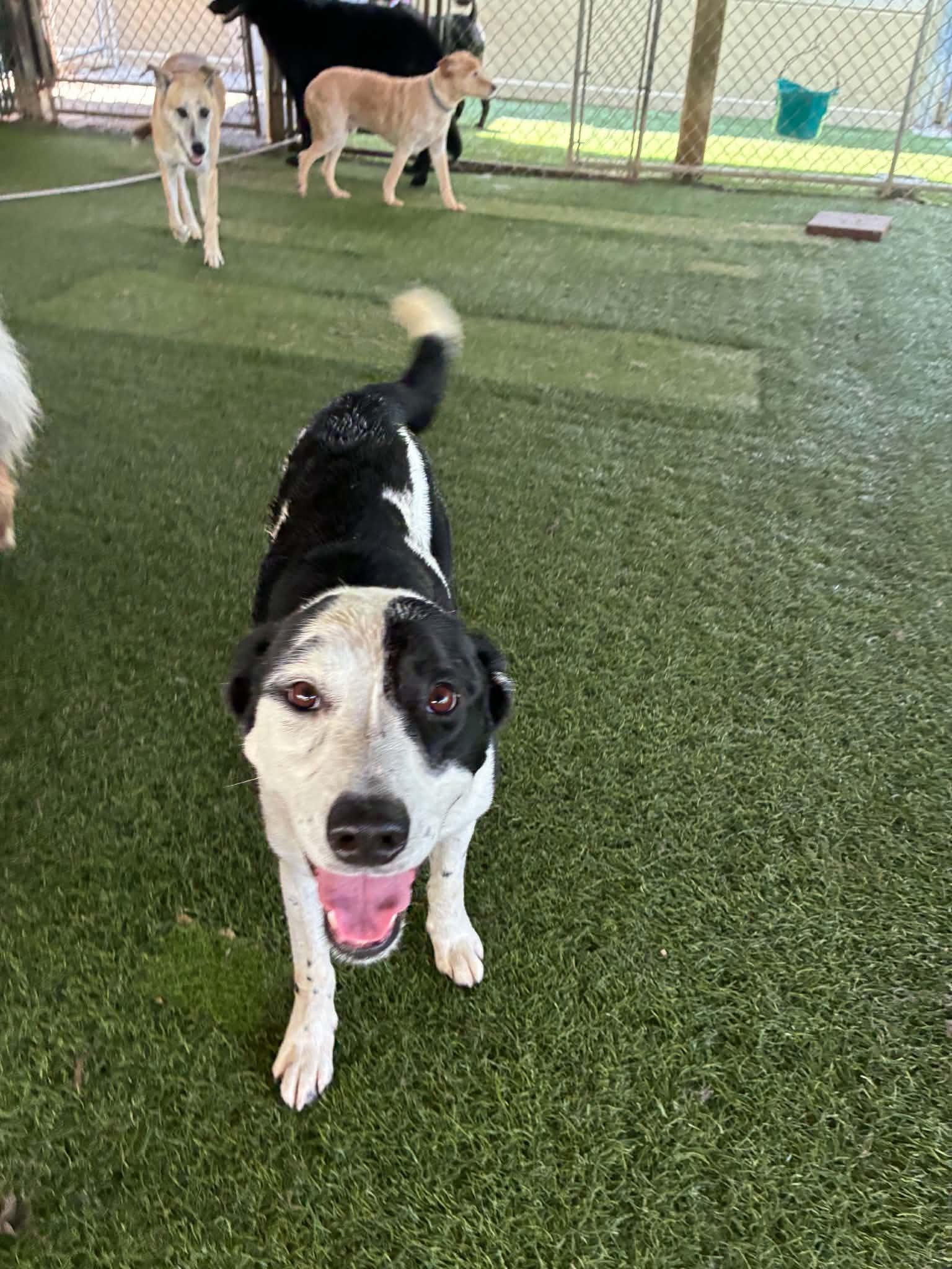 Trail, a Adoptable mixed breed in Kansas City, MO image 5/6