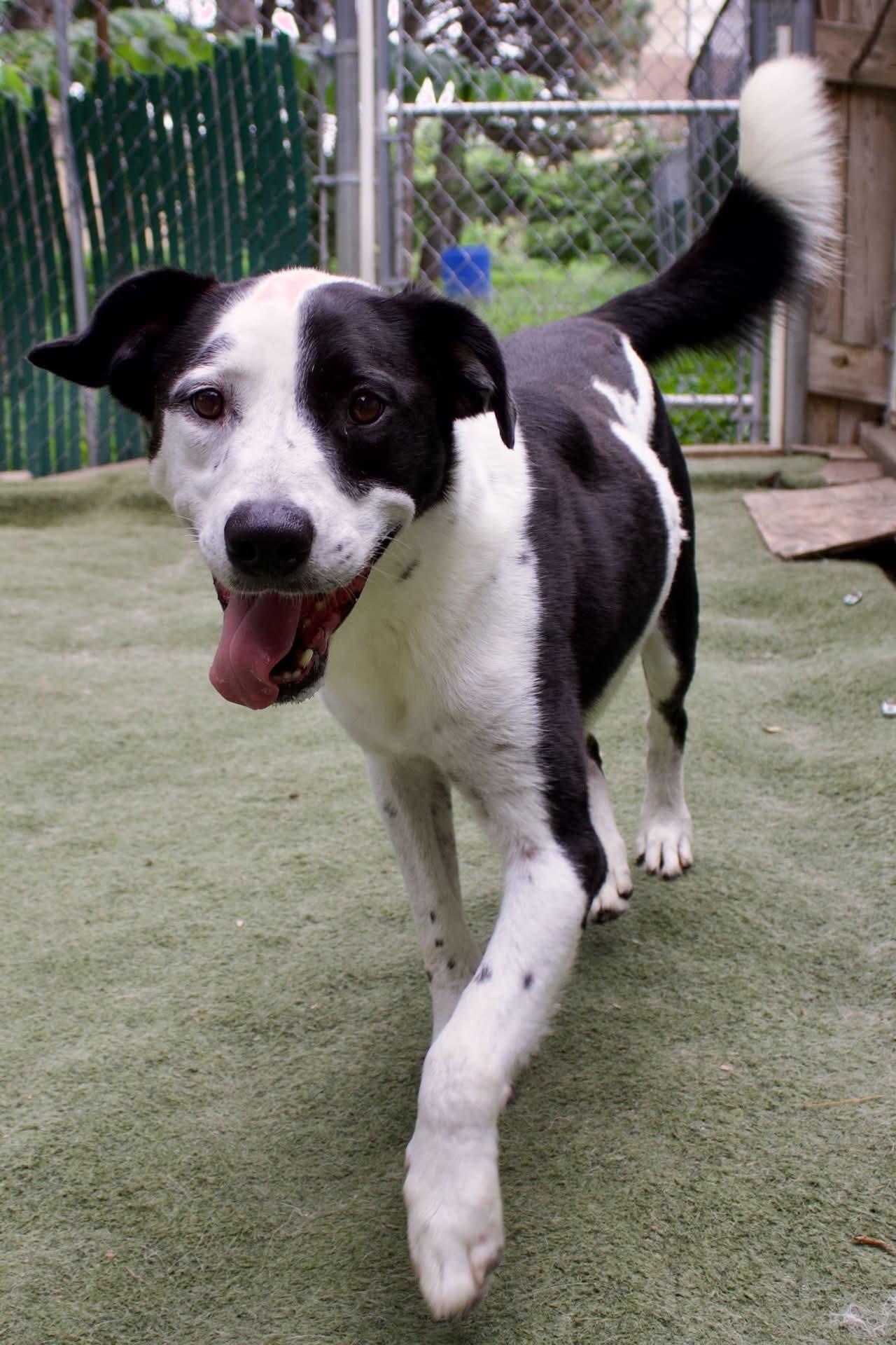 Trail, Adoptable, Young Male Border Collie & Labrador Retriever.