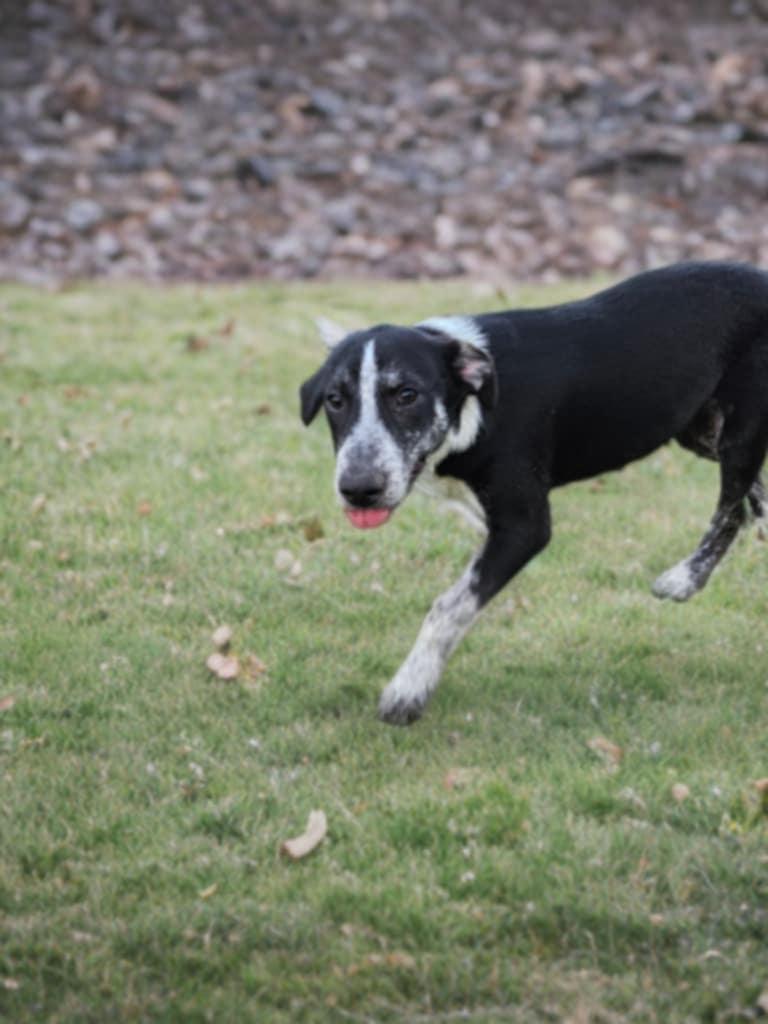 Enlarge Heelers - Wooly, a Adoptable mixed breed in Monticello, NY image 1/3