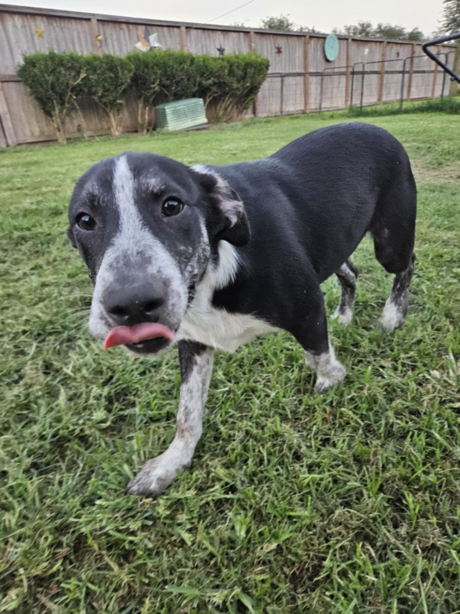 Enlarge Heelers - Wooly, a Adoptable mixed breed in Monticello, NY image 2/3