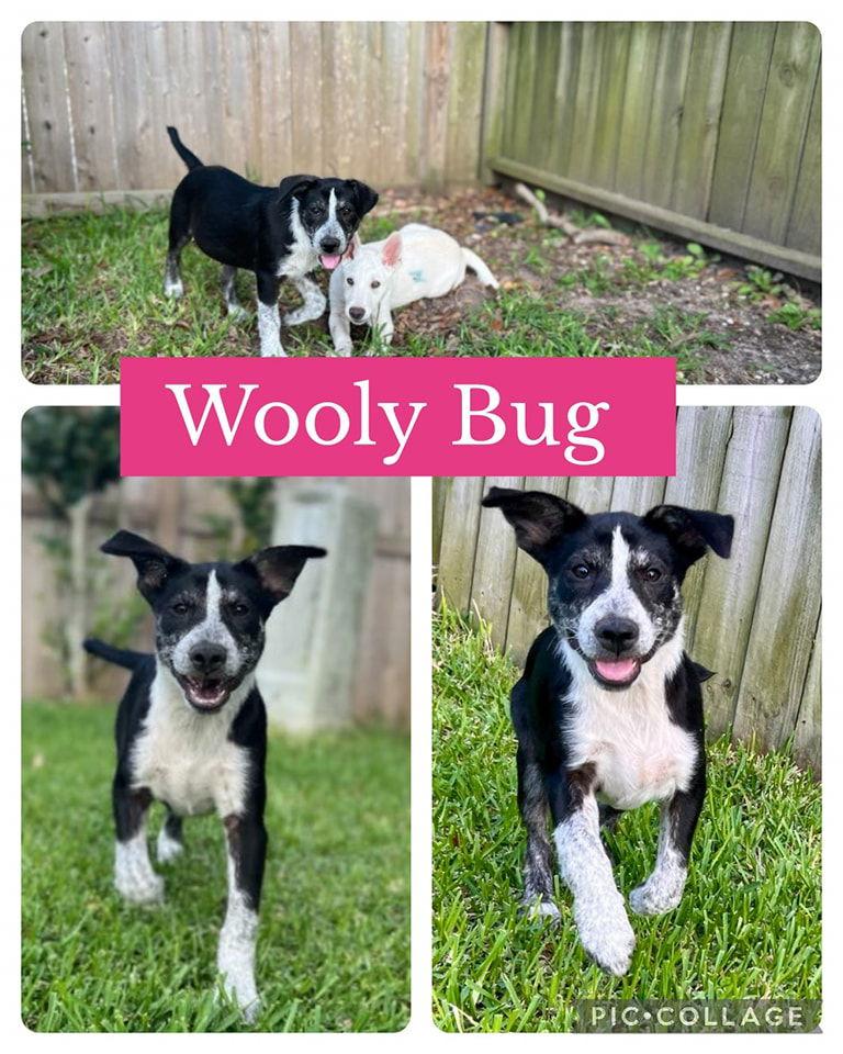 Enlarge Heelers - Wooly, a Adoptable mixed breed in Monticello, NY image 3/3