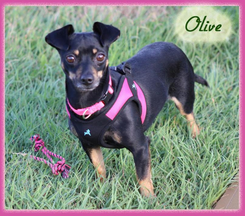 Enlarge Olive in TX, a Adoptable Chihuahua in Cranston, RI image 1/3
