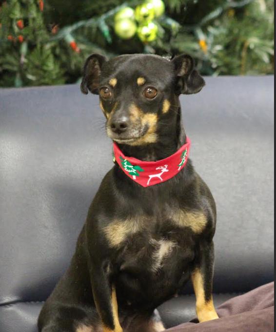 Enlarge Olive in TX, a Adoptable Chihuahua in Cranston, RI image 3/3