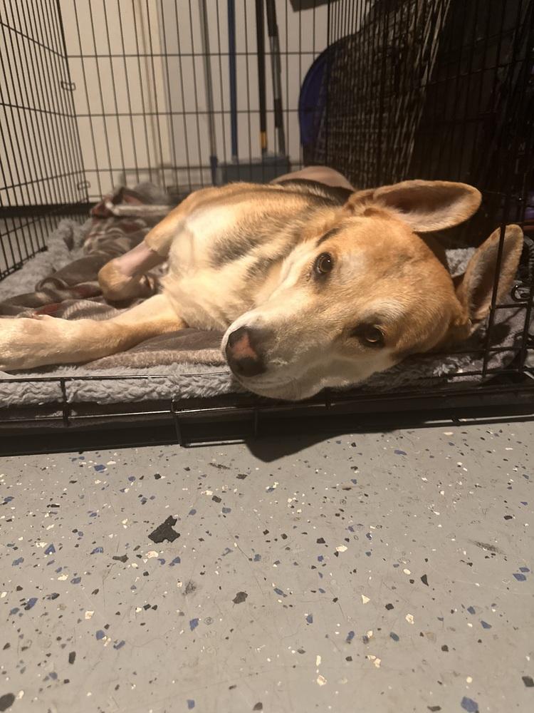 Linus, Adoptable, Young Male German Shepherd Dog.