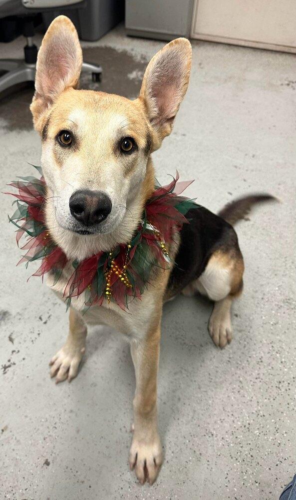 Linus, Adoptable, Young Male German Shepherd Dog.