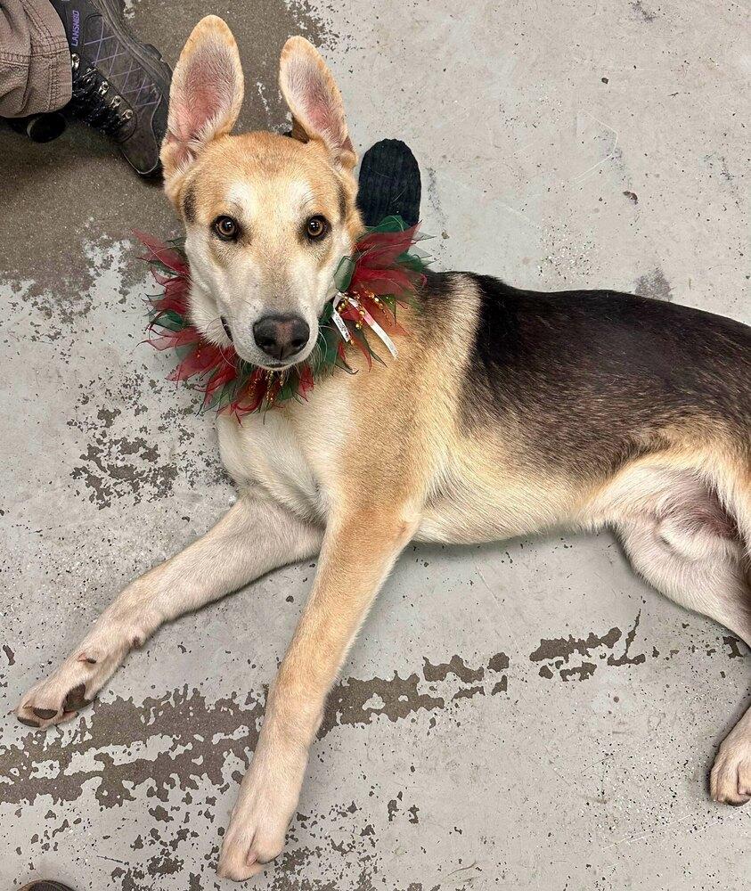 Enlarge Linus, a Adoptable mixed breed in Pleasant Hill, CA image 3/4