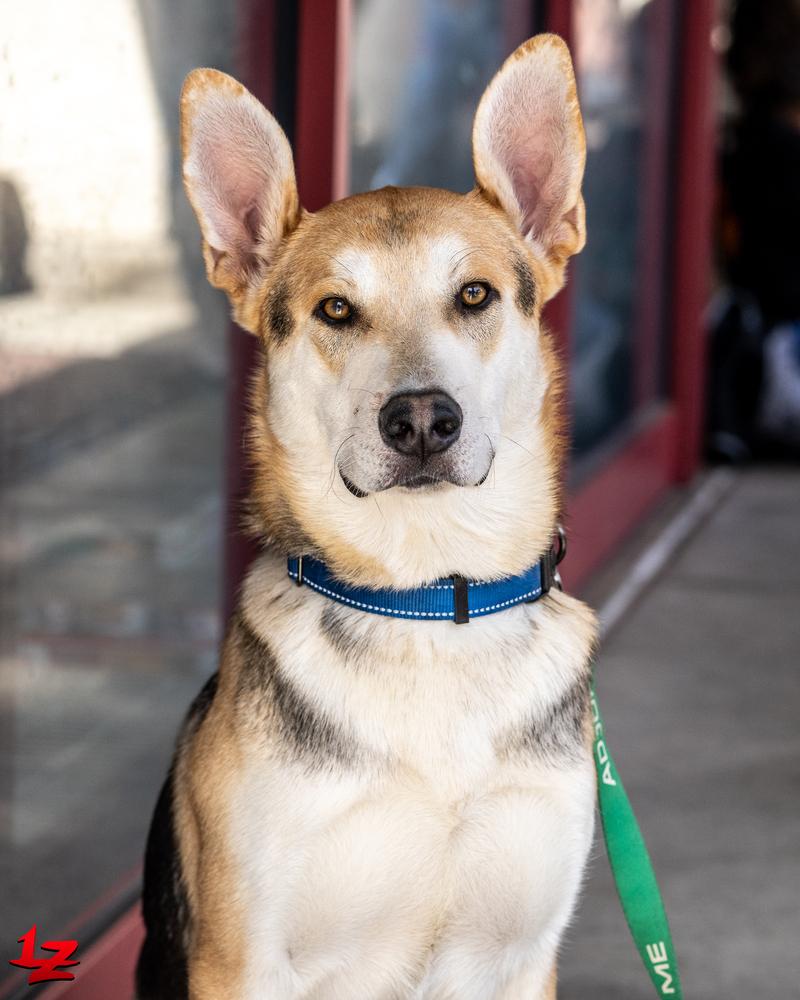 Enlarge Linus, a Adoptable mixed breed in Pleasant Hill, CA image 3/5