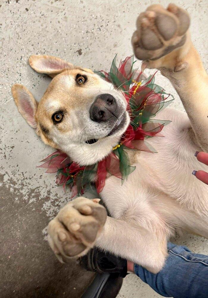 Enlarge Linus, a Adoptable mixed breed in Pleasant Hill, CA image 4/4